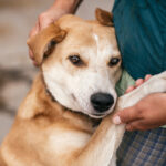 Hand,Caressing,Cute,Homeless,Dog,With,Sweet,Looking,Eyes,In