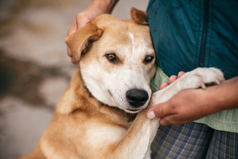 Hand,Caressing,Cute,Homeless,Dog,With,Sweet,Looking,Eyes,In